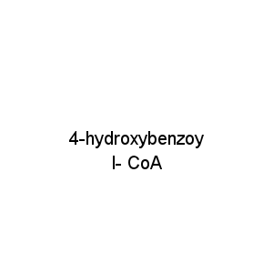 4-hydroxybenzoyl- CoA